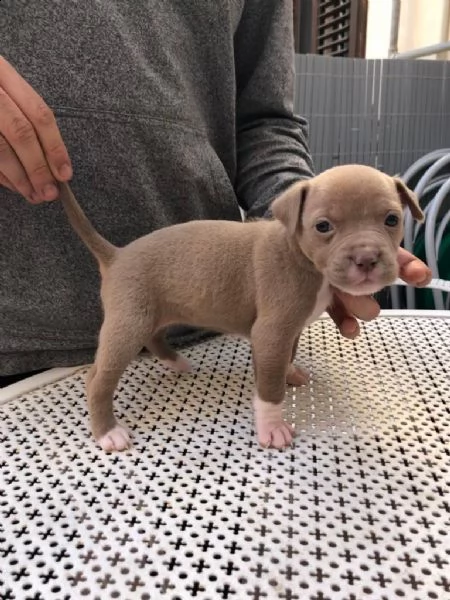 cuccioli pitbull 300€ | Foto 5