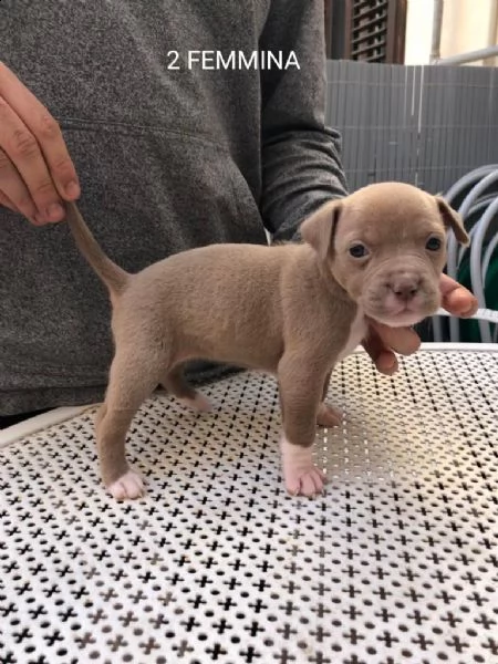 cuccioli pitbull 300€ | Foto 4