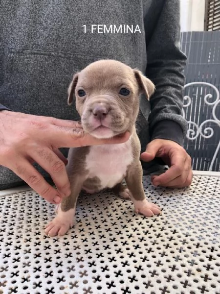cuccioli pitbull 300€ | Foto 3