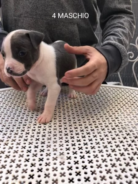 cuccioli pitbull 300€ | Foto 2
