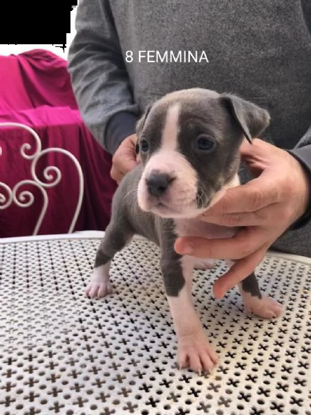 cuccioli pitbull 300€ | Foto 1
