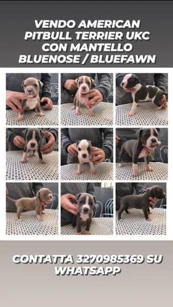 cuccioli pitbull 300€