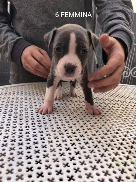 cuccioli pitbull 300€ | Foto 0