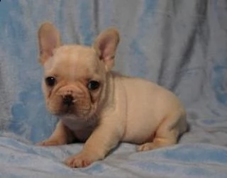 cucciolino di bulldog francese blu | Foto 4