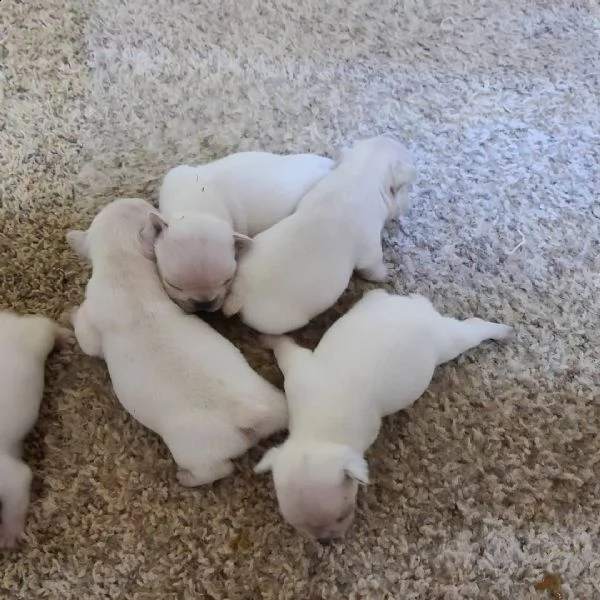 cucciolino di bulldog francese blu | Foto 3