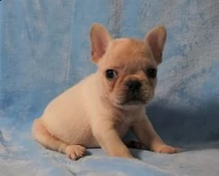 cucciolino di bulldog francese blu | Foto 2