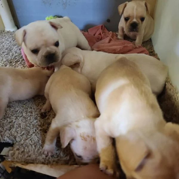 cucciolino di bulldog francese blu