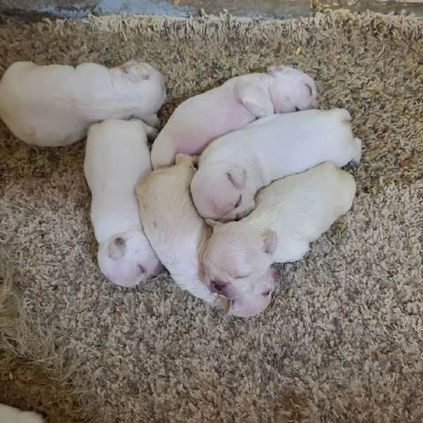 cucciolino di bulldog francese blu | Foto 1