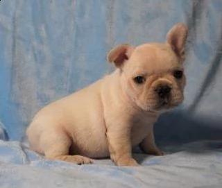 cucciolino di bulldog francese blu | Foto 0