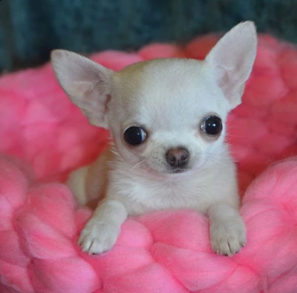regalo cuccioli come bichon maltes chihuahua mini giocattolo.[at][at]