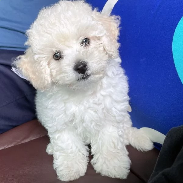 cuccioli maltesi disponibili per adozione sia maschi che femmine. | Foto 1
