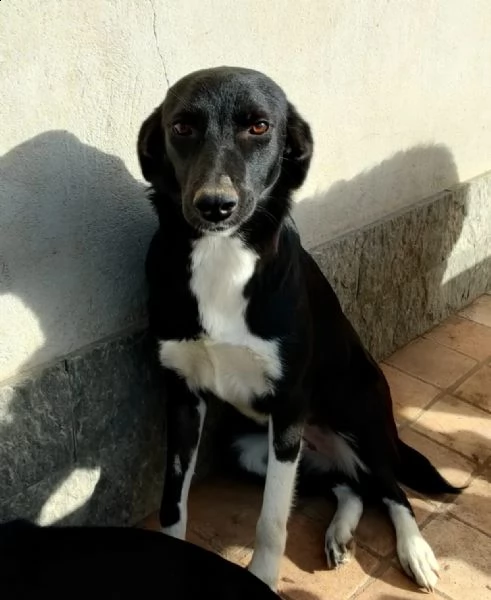 cucciola bianco e nero