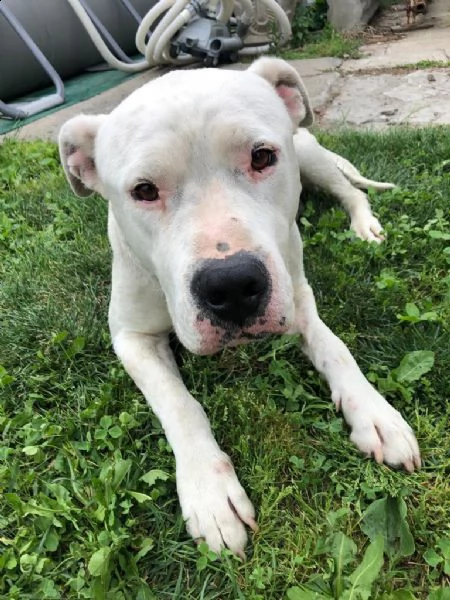 dogo argentino in ragalo | Foto 2