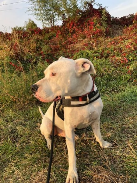 dogo argentino in ragalo
