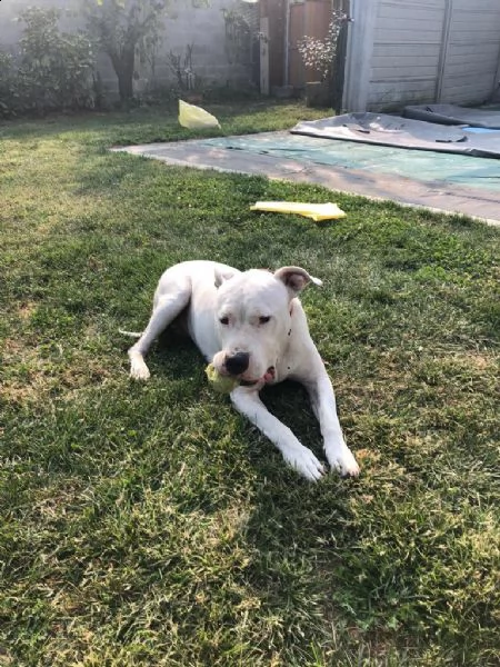 dogo argentino in ragalo | Foto 1