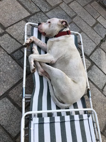 dogo argentino in ragalo | Foto 0