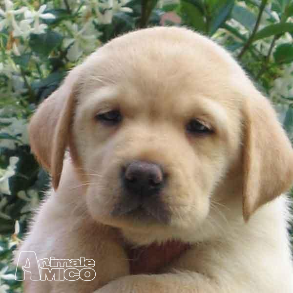Vendita Cucciolo Labrador Da Privato A Ferrara Labrador Cuccioli