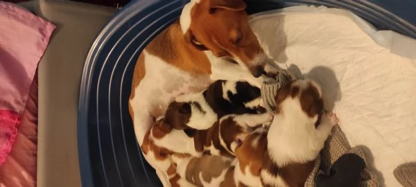 cuccioli jack russel