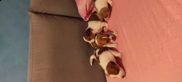 cuccioli jack russel | Foto 1