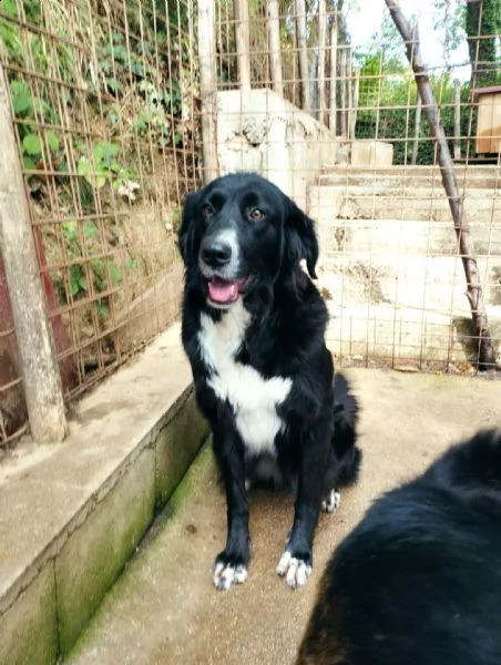 simil border collie quasi 4 anni