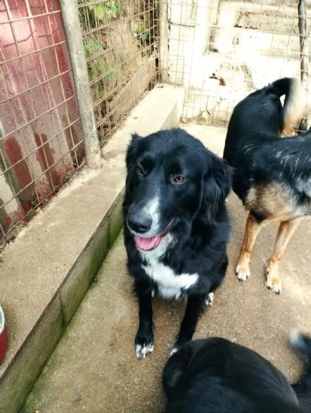 simil border collie quasi 4 anni | Foto 0
