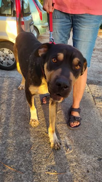simil corso/rottweiler di quasi 3 anni | Foto 2