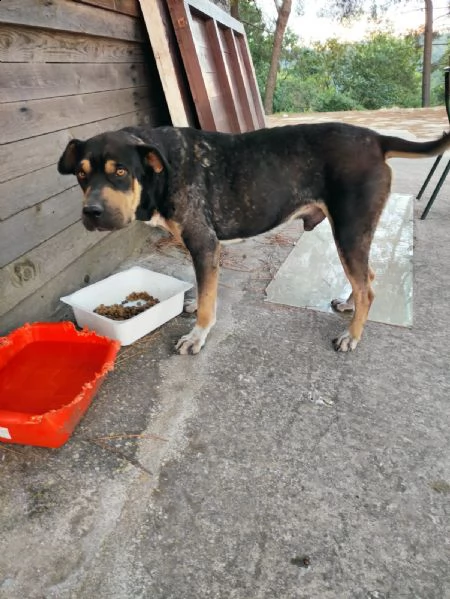 simil corso/rottweiler di quasi 3 anni