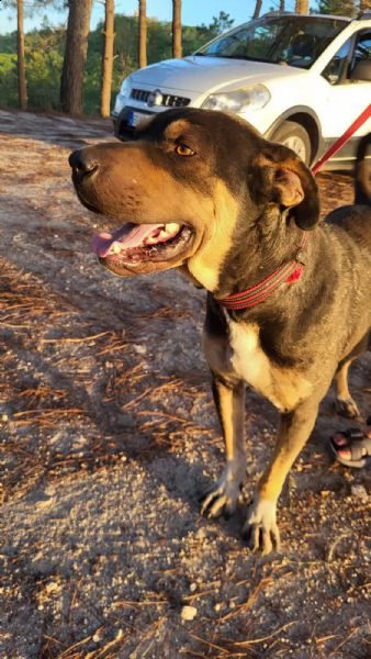 simil corso/rottweiler di quasi 3 anni | Foto 0