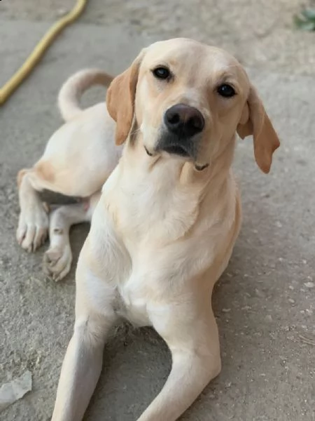 isabella, dolce labrador di circa un anno. | Foto 3