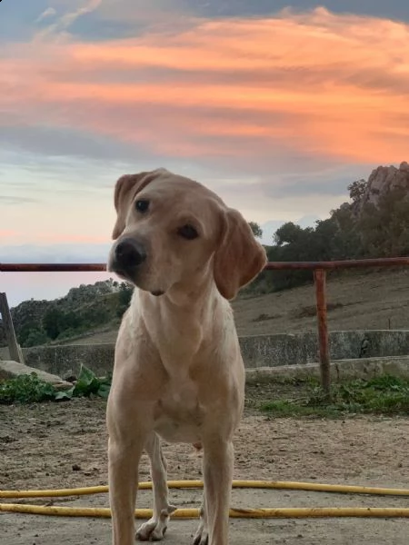 isabella, dolce labrador di circa un anno.