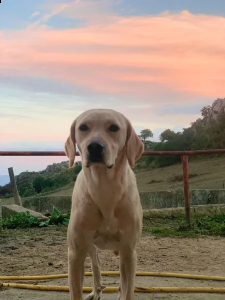 isabella, dolce labrador di circa un anno. | Foto 2