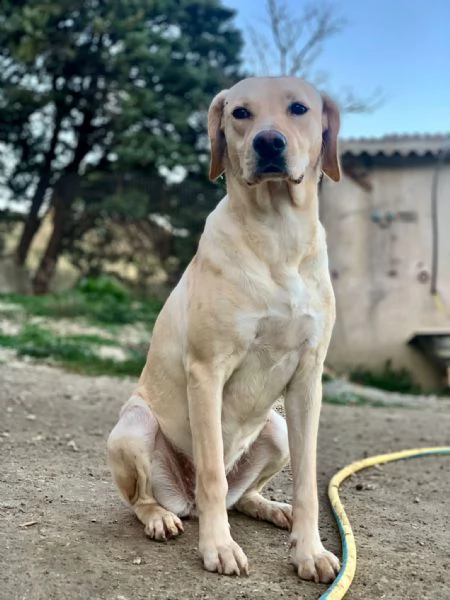 isabella, dolce labrador di circa un anno. | Foto 1