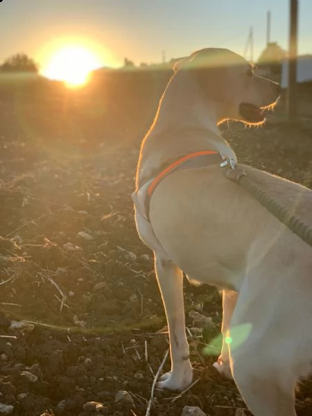 isabella, dolce labrador di circa un anno. | Foto 0