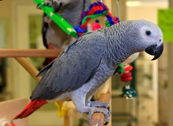   pappagallo grigio africano maschio e femmina 3 mesi affettuoso e amorevole molto docile rosso 