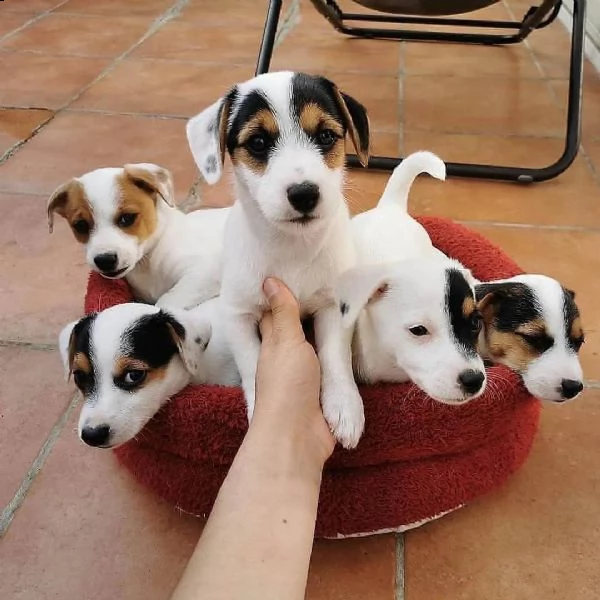 cuccioli di jack russell in adozione
