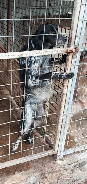 setter | Foto 1