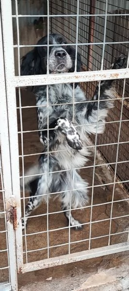 setter | Foto 0