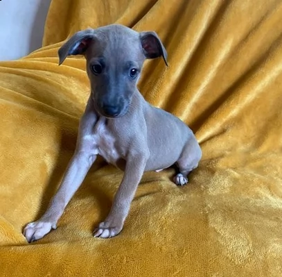 molto belli levriero italiano cuccioli | Foto 0