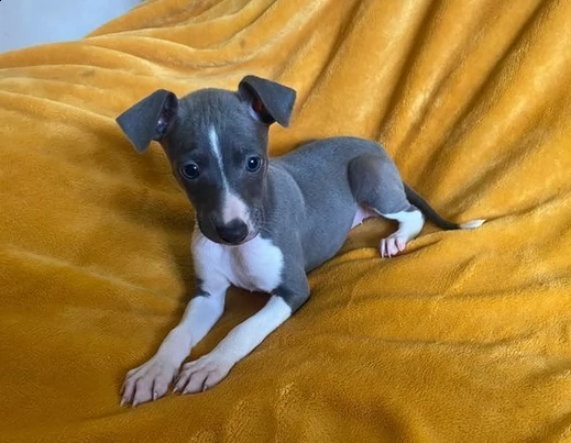 molto belli levriero italiano cuccioli