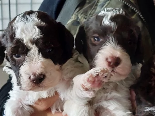 lagotto romagnolo 