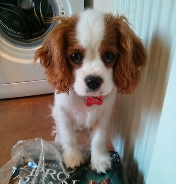 cucciolo la bellissima cavalier king  | Foto 0