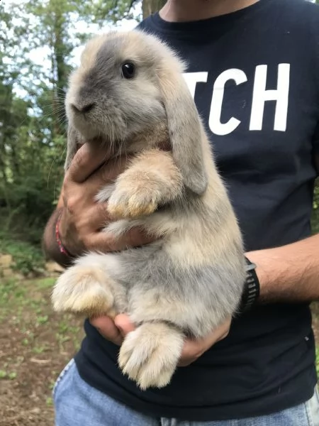 conigli ariete nano cuccioli | Foto 4