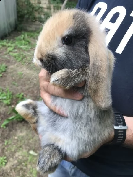 conigli ariete nano cuccioli | Foto 3