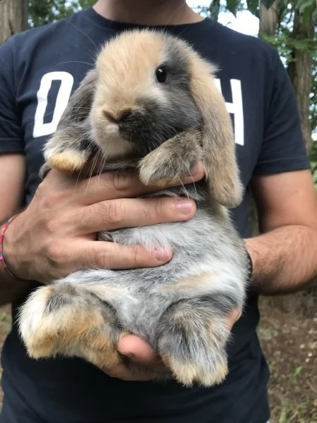conigli ariete nano cuccioli