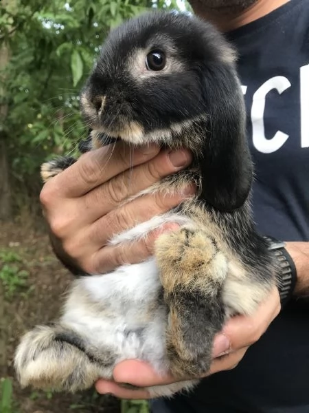 conigli ariete nano cuccioli | Foto 2