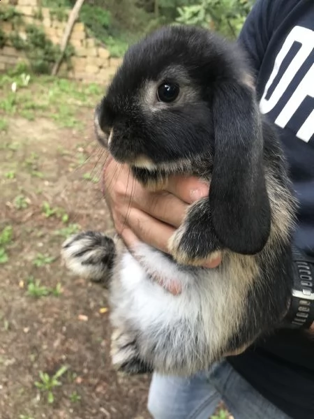 conigli ariete nano cuccioli | Foto 1