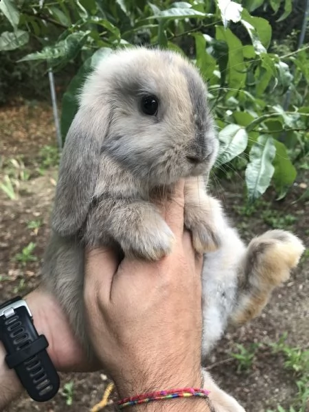 conigli ariete nano cuccioli | Foto 0