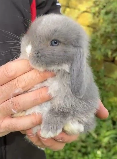 Conigli ariete nano cuccioli