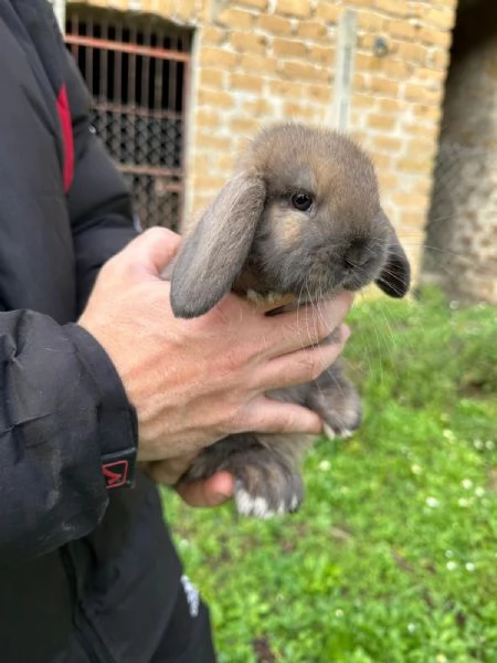Conigli ariete nano cuccioli | Foto 5