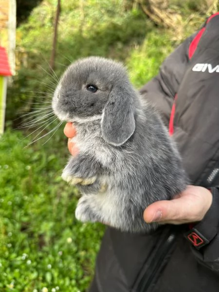 Conigli ariete nano cuccioli | Foto 4